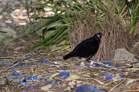 satin bowerbird next to bower