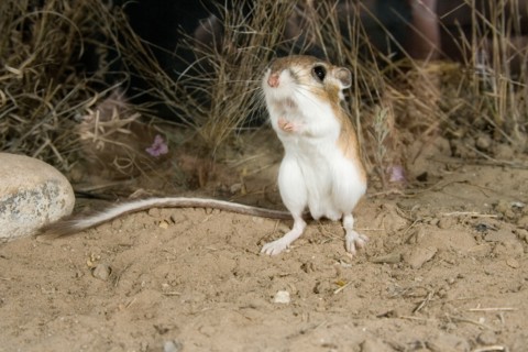 Ord's Kangaroo Rat