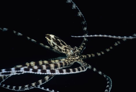 Mimic Octopus Thaumoctopus mimicus Lembeh Strait Celebes Sea Sulawesi Indonesia
