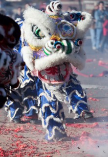 Chinese Lion Dancers perform in elaborate Lion costumes during Chinese New Year Celebrations