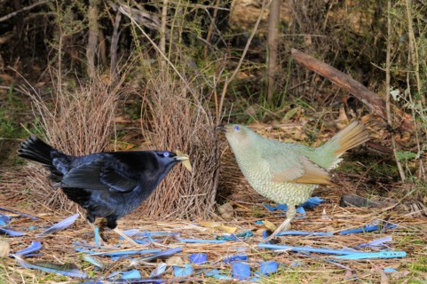 Satin Bowerbird Ptilonorhynchus violaceus Male and female at bower Photographed in ACT, Australia