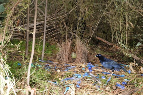 Satin Bowerbird Ptilonorhynchus violaceus Male and female at bower Photographed in ACT, Australia