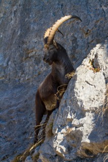alpine ibex (Capra ibex), climbing on slope, Switzerland, Toggenburg, Chaeserrugg