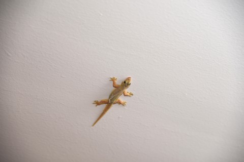 Gecko on the wall