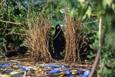 satin bowerbird (Ptilonorhynchus violaceus), male working on his bower, Australia, Victoria