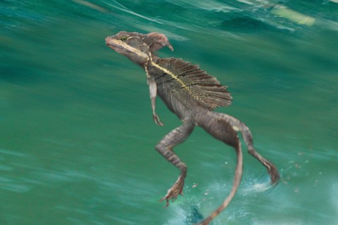 Brown basilisk, Striped Basilisk, Yellow-striped Basilisk, Jesus Christ Lizard (Basiliscus vittatus), running over the water