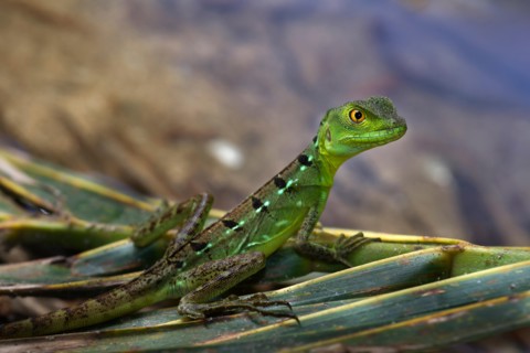 Plumed or green basilisk, Basiliscus plumifrons