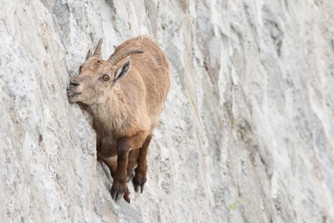 Alpine ibex on dam (Capra ibex), a female is licking mineral salts on a near-vertical wall.