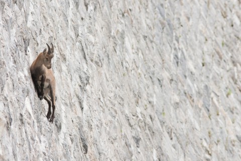 Alpine ibex on dam (Capra ibex), juvenile male