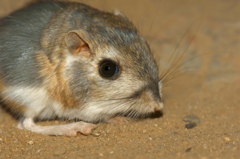 Merriam's Kangaroo Rat, Mexico / (Dipodomys merriami) | Merriams Kaengururatte / (Dipodomys merriami)