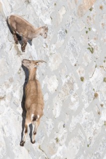 A female of alpine ibex (Capra ibex) with its pup is walking on a dam wall looking for mineralt salts. Antrona valley, Italy.