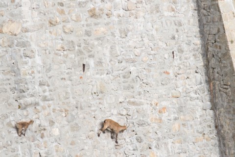 A female of alpine ibex (Capra ibex) with its pup is walking on a dam wall looking for mineralt salts. Antrona valley, Italy.