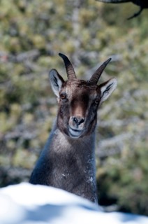 Alpine Ibex in winter, Capra ibex,  France