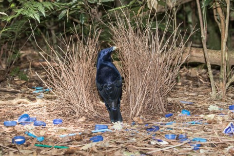 Satin Bowerbird
