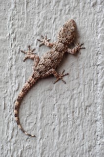specimen of moorish wall gecko on a grey wall, hemidactylus turcicus, gekkonidae
