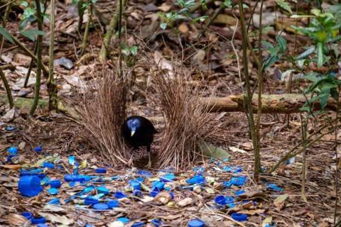 Satin Bowerbird - At O'Reilly's Rainforest Retreat, Lamington National Park