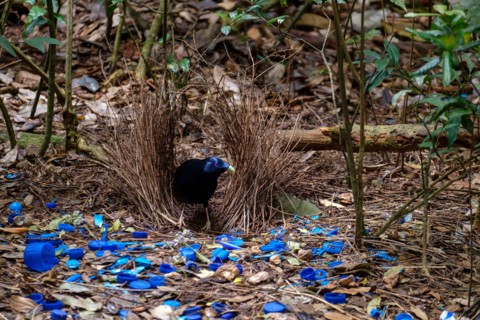 Satin Bowerbird - At O'Reilly's Rainforest Retreat, Lamington National Park