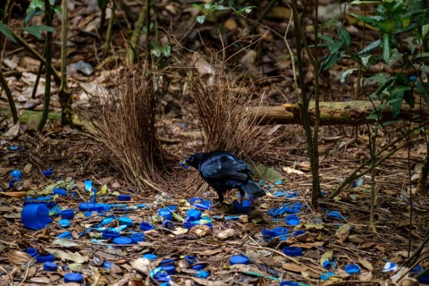 Satin Bowerbird - At O'Reilly's Rainforest Retreat, Lamington National Park