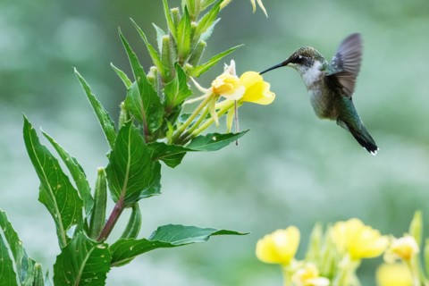 Female ruby-throated hummingbird nectaring on evening primrose flowers