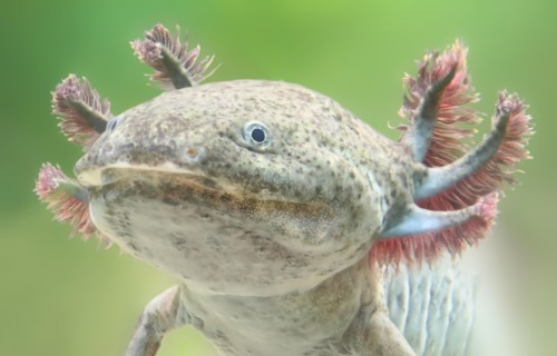 Close-up view of an Axolotl (Ambystoma mexicanum)