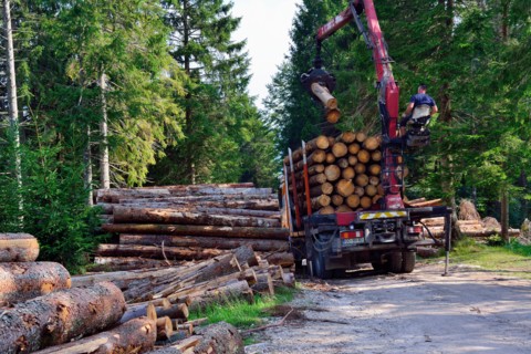 Asiago plateau, Mounr Zebio, Veneto, Italy. It was October 29th last year, when the Vaia storm hit millions of trees between Veneto, Friuli and Trentino. . After a year, work continues to remove felle...