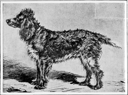 . The new book of the dog; a comprehensive natural history of British dogs and their foreign relatives, with chapters on law, breeding, kennel management, and veterinary treatment. Dogs. M. A. DUQUESN...