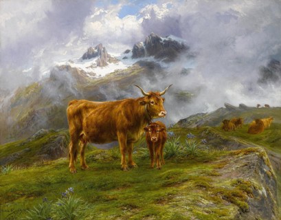 Bonheur  Rosa - Highland Cattle