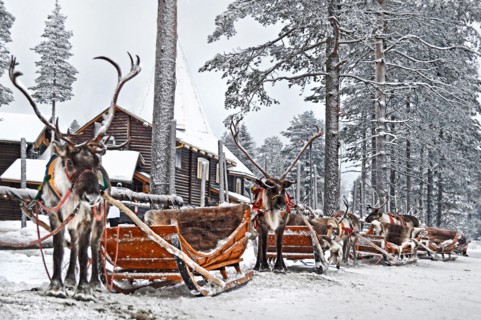 Reindeers with sleds in winter forest, Lapland, Finland