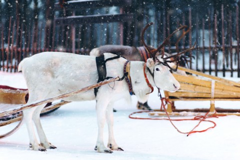 Harnessed white reindeer at Lapland farm in snowy winter weather.