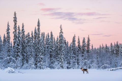 Reindeer at Christmas in the frozen cold snow covered winter landscape in Lapland in Finland