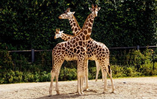 Three large giraffes, Giraffa Camelopardalis spp, in their habitat in Dublin zoo, Ireland