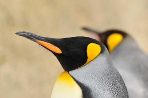Emperor penguin Aptenodytes forsteri portrait