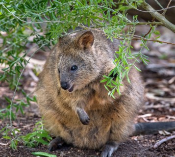 Quokka (Setonix brachyurus),