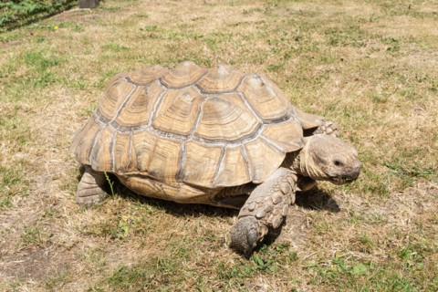 African spurred tortoise (Centrochelys sulcata), also called sulcata tortoise