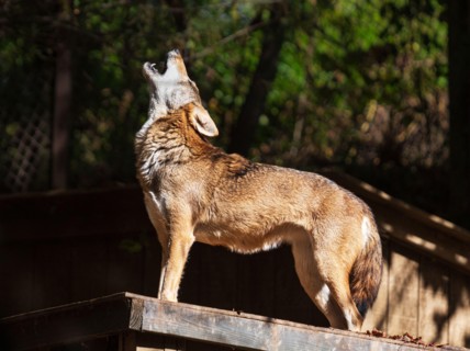 A red wolf (Canis rufus) howls at the WNC Nature Center in Asheville, NC, USA