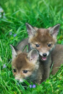 Red Fox, vulpes vulpes, Cubs standing on Grass, Normandy