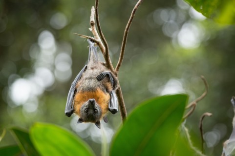 Grey-headed flying fox (Pteropus poliocephalus), Bellingen Island Reserve (Bat Island), Bellingen, New South Wales, Australia.