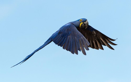 Hyacinth Macaw ( Anodorhynchus hyacinthinus) in flight against a blue sky