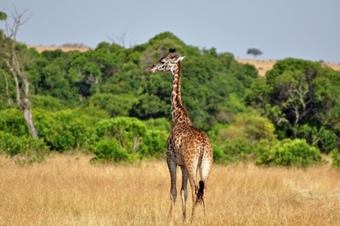 Young Masai Giraffe (Giraffa camelopardalis tippelskirchi) in the African Savanna. Masai Mara Game Reserve, Kenya