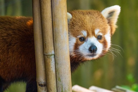 Red panda (Ailurus fulgens refulgens) at Zoo Atlanta in Atlanta, Georgia. (USA)