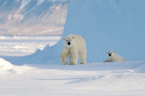 Female polar bear and five month old cub at iceberg Navy Board Lancaster Sound Baffin Island