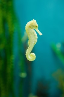 Yellow seahorse Hippocampus Kuda