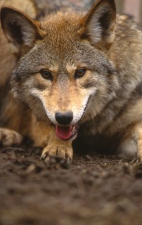 Red Wolf Great Smoky Mountains National Park Tennessee