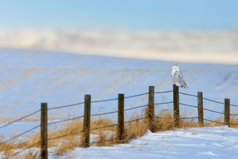 Adult female snowy owl (Bubo scandiacus) on its prairie wintering grounds in southern Alberta, Canada