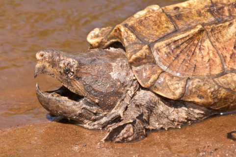 Alligator snapping turtle, Macrochemys temminckii, native to southern US waters