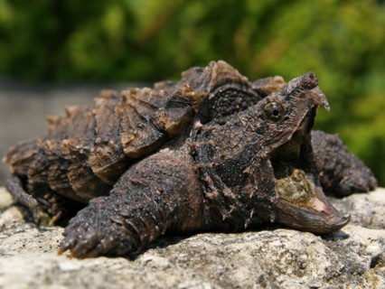 Alligator Snapping Turtle (Macrochelys temminckii)