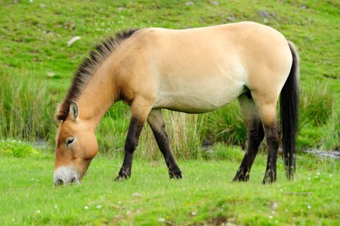 Przewalski's Horse, Highland Wildlife Park, Kincraig, Kingussie, Scotland