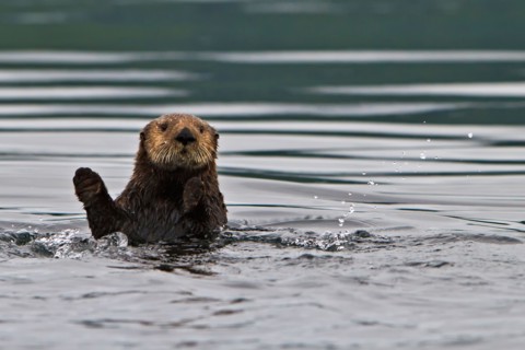 Sea otter, Enhydra lutris, belongs to the weasel family, photographed of the west coast of northern Vancouver Island, British Co