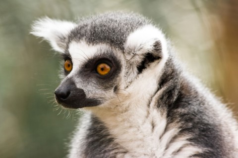 Ring-tailed lemur, Hira maki or Lemur catta Strepsirhine is a primate endemic to the island of Madagascar