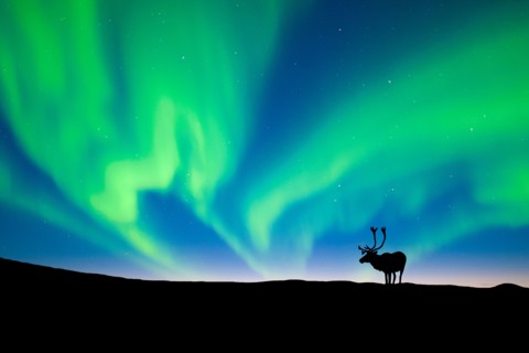 Caribou bull Rangifer tarandus silhouetted